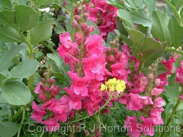 Snapdragons pink (1)